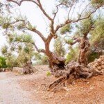 Sa Foradada tour on Mallorca
