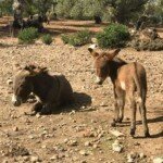 hiking trails in Mallorca