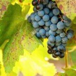 grapes on Mallorca