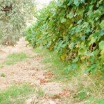 Vineyard