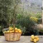 Citrus groves