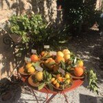 visit small citrus groves