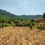 Mallorca farms