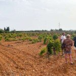vineyard tour