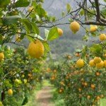 Orange Orchard on Mallorca